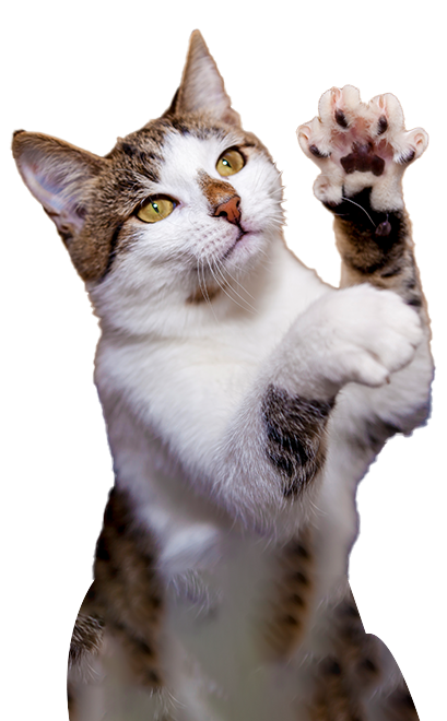 Pet Image